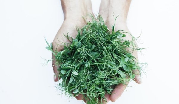 What Are Microgreens? - GiantGorillaGreens