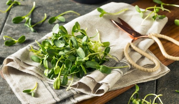 SUNFLOWER MICROGREENS: Nature's Cough Remedy - GiantGorillaGreens