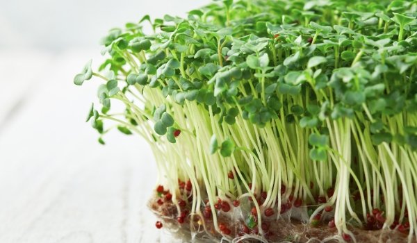 Little Known Benefits of Broccoli Microgreens - GiantGorillaGreens