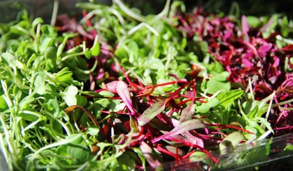 Microgreens: Superfoods of the 21st Century - GiantGorillaGreens