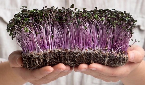 5 Reasons You Need to Eat Purples! - GiantGorillaGreens