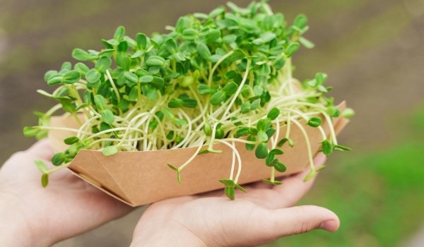 Why You Need Sunflower Microgreens in Your Apocalyptic Toolbox - GiantGorillaGreens